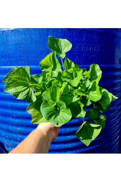 Фиалка садовая саженец С3